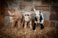 Mountain Lodge Farm Babies 2019